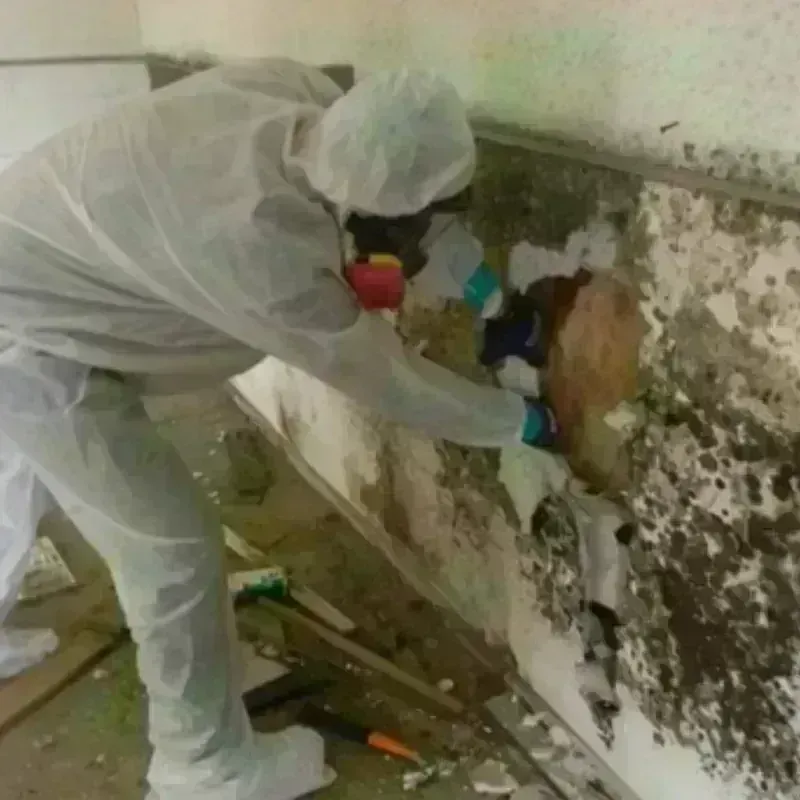 Mold Remediation and Removal in Annandale, MN